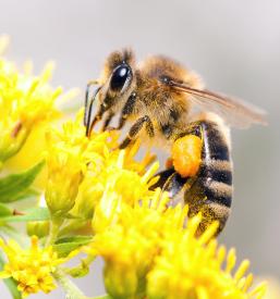 Prodaja medenih izdelkov