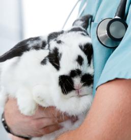 Ugodna veterinarska bolnica Goriška