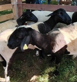 Projekti rejcev drobnice Črnomlej