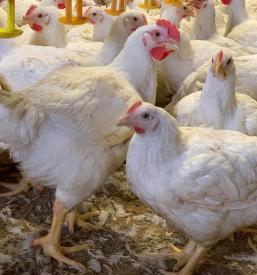 Delo s kmetijsko mehanizacijo