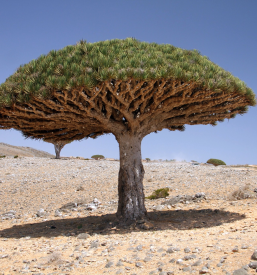 Dober turistični vodič za potovanja v tujini