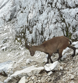 Izleti Planinskega društva Novo mesto