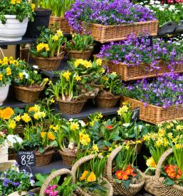 Prodaja cvetja Slovenske Konjice