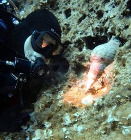 SSI rekreativni in tehnični potapljaški tečaji Hrvaška