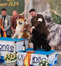 Pasje razstave Nova Gorica, Goriška, Slovenija