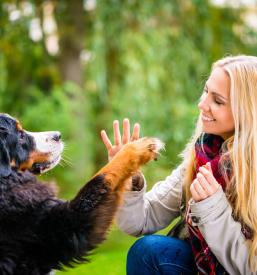 Šolanje in vzgoja psov Koroška