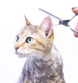 Striženje hišnih ljubljenčkov Velenje