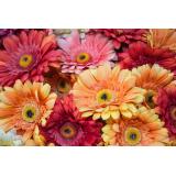 Mala Nizozemska, Tamara Shaidiuk s.p.