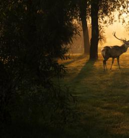 Pridružite se lovcem Kojnik Podgorje