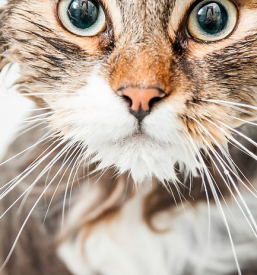 Veterinarska ambulanta za male živali