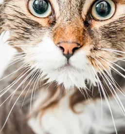 Veterinarska ambulanta za male živali