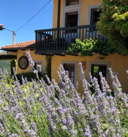 Produkti iz sivke Goriška Brda