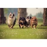 Koroško kinološko društvo