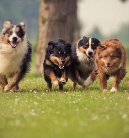 Šolanje in vzgoja psov Ravne na Koroškem