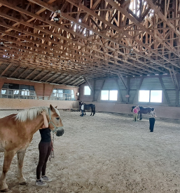 Terapije ob konju za odrasle Savinjska