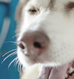 Veterinarska ambulanta za male živali Slovenija