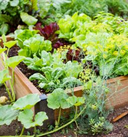 Balkonski vrt Slovenija