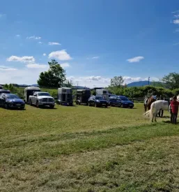 Konjske terapije