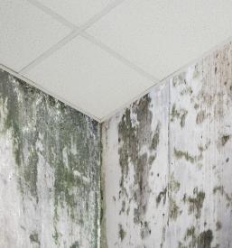 Odprava plesni na zidovih Slovenija