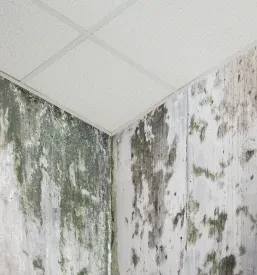 Odprava plesni na zidovih Slovenija