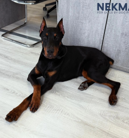 Najboljša hrana za odrasle pse Slovenija