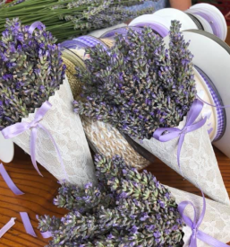 Kvalitetni izdelki iz sivke Goriška Brda