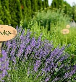 Kvalitetna znamka destinacije