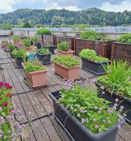 Izobraževanje odraslih v Ljubljani