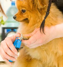 Dober veterinar Goriška