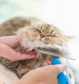 Pregledi za živali Goriška