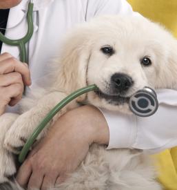 Najboljša veterinarska bolnica Goriška