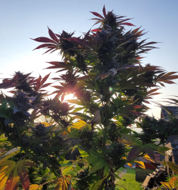 Zdravljenje raka in konoplja Slovenija