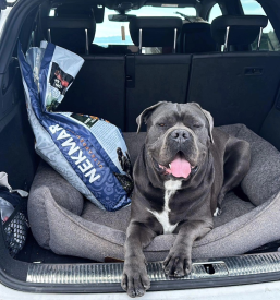 Pasja hrana brez žitaric Slovenija