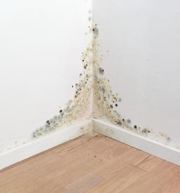 Produkti za odpravo plesni Slovenija