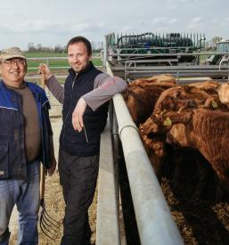 Mesarija za govejo živino Pomurje