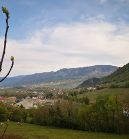 Ugodna prodaja vin iz Vipave