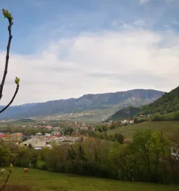 Ugodna prodaja vin iz Vipave