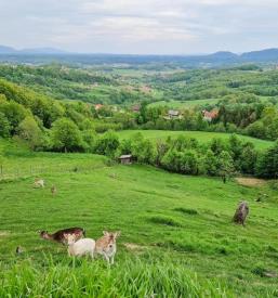 Apartma za 4 Lesično