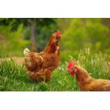 Karolina Roštohar - nosilka d.d.k.