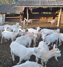 Promocija reje drobnice Bela krajina