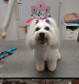 Salon za hišne ljubljenčke