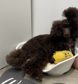 Pasji salon Murska Sobota