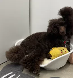 Pasji salon Murska Sobota