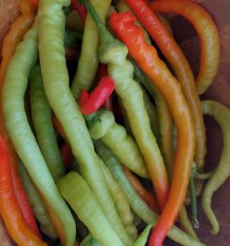 Pridelava in prodaja domače zelenjave Krško, Dolenjska