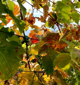 Vrhunske sadike vinskih sort Posavje