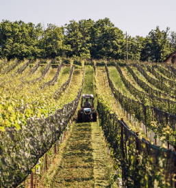 Buteljčna vina in penine Dolenjska