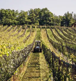 Buteljčna vina in penine Dolenjska