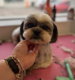 Striženje psov Murska Sobota