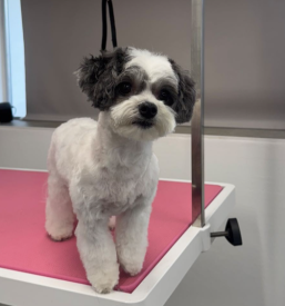 Salon za nego psov Murska Sobota