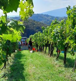 Turistična kmetija Protner Štajerska, Pesnica